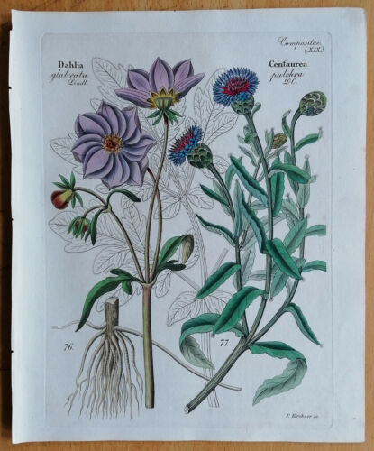 David Dietrich Zeitschrift Originaldruck Botanik Dahlia Centaurea etc. - 1840 - Bild 1 von 1