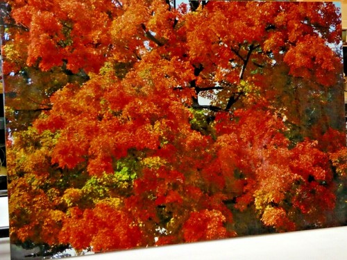 John R. Wells, Cibachrome Print, Maple, near Princeton, Mass. (#3) - Picture 6 of 6