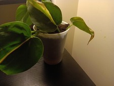 Philodendron Silver Stripe Fully Rooted Live Plant Live plant