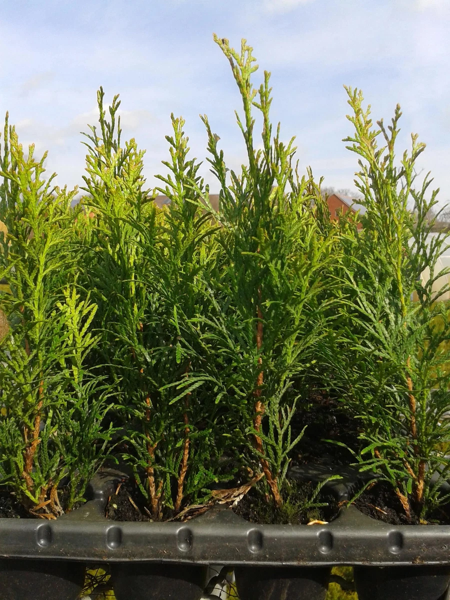 Lebensbaum-Smaragd-Thuja - (- Lebensbaum -) - Volle-Sonne Pflanzen,  Strucher & Hecken online kaufen | eBay.de