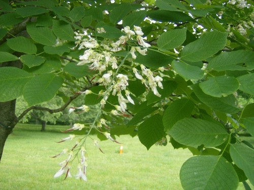 25 AMERICAN YELLOWWOOD SEEEDS - Cladrastis kentukea - Picture 2 of 7