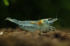 20 2 Blue Jelly - Freshwater Neocaridina Aquarium Shrimp. Live Guarantee