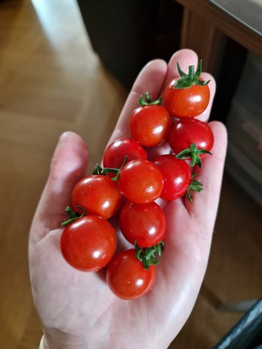 Tomatensamen "Philamina" Cocktailtomate, Freiland, krankheitsresistent, robust - Bild 6 von 7