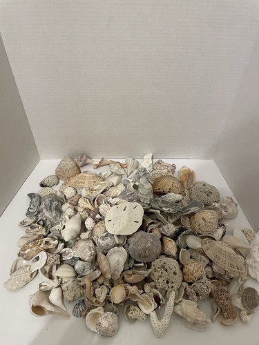 MIXED LOT 6 LBS LOOSE SMALL& MEDIUM ALL NATURAL SEA SHELLS & CORAL DECOR FLORIDA
