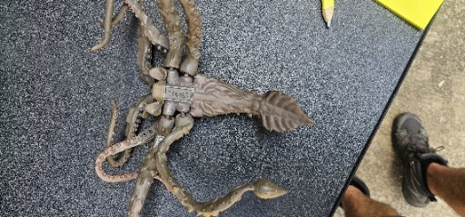 MEGA BLOKS PIRATES OF THE CARIBBEAN KRAKEN SQUID SEA MONSTER FIGURE