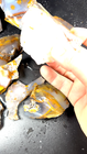 Video 1 von 1