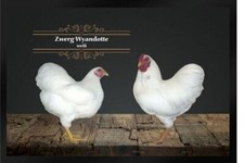 Fußmatte Schmutzfangmatte Hühner Zwerg Wyandotte weiß F1254