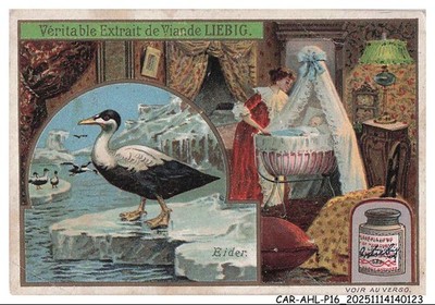 CAR-AHLP16-0817-CHROMOS - ECHTER LIEBIG FLEISCHEXTRAKT - EIDER
