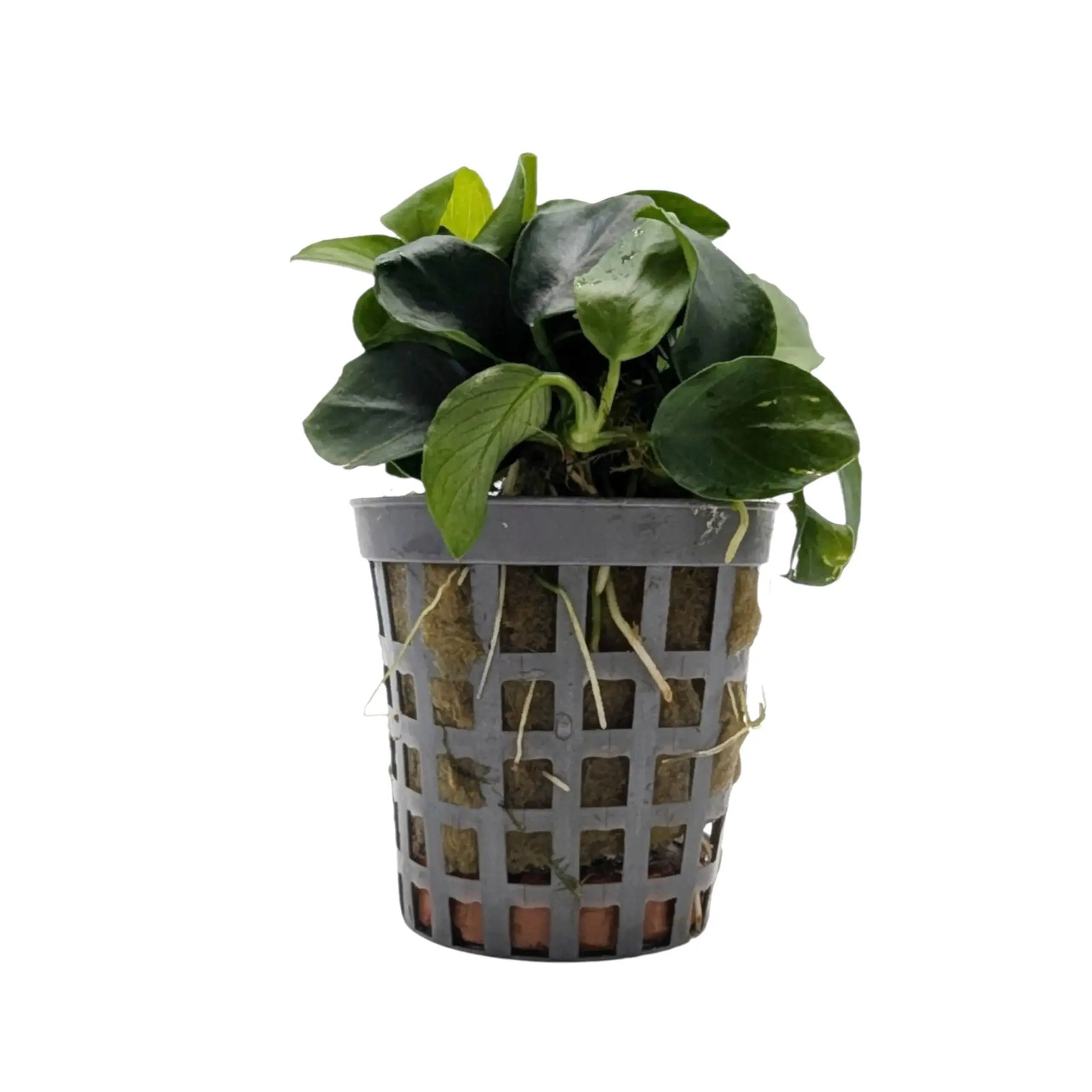 Anubias nana Bonsai