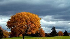 Landscape nature fall trees grass Custom Gaming Mat Desk