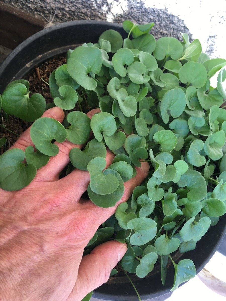 Dichondra Repens - SEM14 | eBay.de