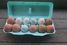 Styrofoam Bulk Egg Cartons (50 pack)  Green