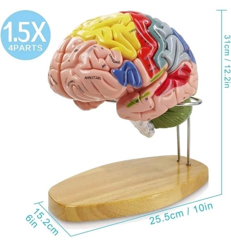 2025 New Human Brain Model for Neuroscience Teaching with Labels 1.5 Times Li... - Picture 3 of 22