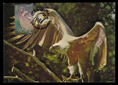 GIBRALTAR 2024 Maximum Card - Birds of Prey Griffon vulture Gyps fulvus buitre