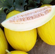 Tweety Melon Seeds for Planting (10 Seeds)