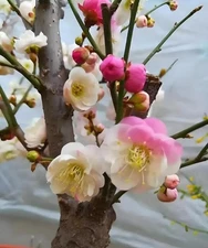Pre Sale Plum Blossom bonsai chinese Plum Red,pink,Green,white,Double color