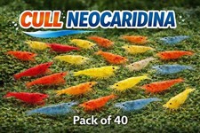 40 Mixed Color Cull Neocaridina Shrimp Freshwater Aquarium Shrimp for Beginners