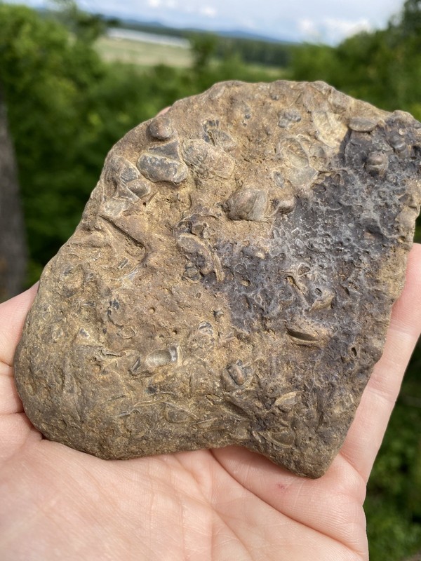 Trilobite Partial Fossils, Cephalons, Floyd County, Georgia