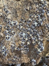 50 Cappuccino Isopods