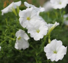 40 graines de Pétunia Grandiflora Blanc PETUNIA WHITE Y91 SAMEN SEMILLAS SEEDS