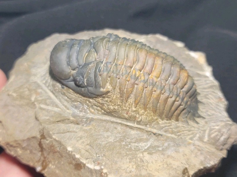 Colorful Crotalocephalus trilobite fossil Devonian Top quality 