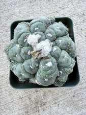 Astrophytum asterias cv. Kikko Lizard Skin Only One Available
