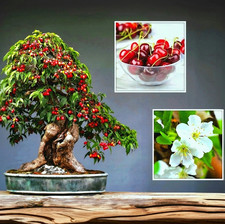 60x | Bonsai Samen - Süßkirsche - Wildkirsche - Prunus Avium - Sweet Cherry Tree