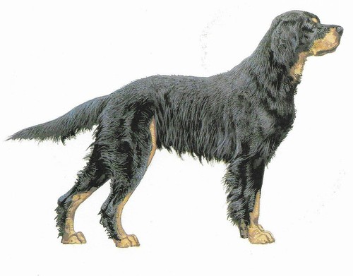 Gordon Setter - CUSTOM MATTED - 1988 Vintage Dog Art Print - Cozzaglio