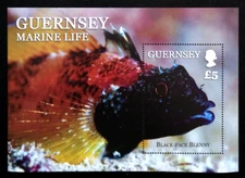 GUERNSEY 2013 FISH, MARINE LIFE Sc 1200 MNH