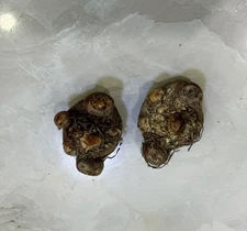 Arisaema fargesii - 1 tuber