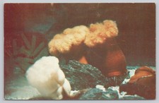 Philadelphia PA, Aquarama Theatre of the Sea Pacific Anemones, Vintage Postcard