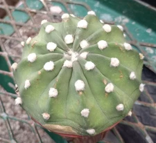 Echinopsis cv. Fuzzy Navel Extra Large 114