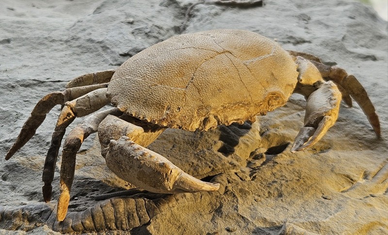 Harpactocarcinus punctulatus Desmarest 1822, Eocene, Monte Baldo, Verona, Italy