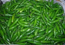 SERRANO PEPPER * DISTINCTIVE FLAVORED * HOT * EVERBEARING * PICO DE GALLO *