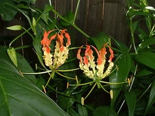 Gloriosa superba, 'Rothschildiana' or Tiger Claw, tuber, climbing vine