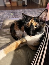 TortoiseShell Cat