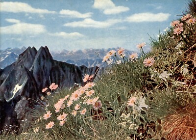 Oberstdorf - Berg Astern, Aster alpinus / Postkarte ungelaufen