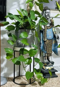 pothos epipremnum pinnatum albo variegata Epipremnum Pinnatum Albo  Horti