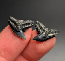 Stunning Pair Of Tiger Shark Teeth South Carolina Gems