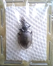 Carabidae: Carabinae: Cychrus anatolicus, A2