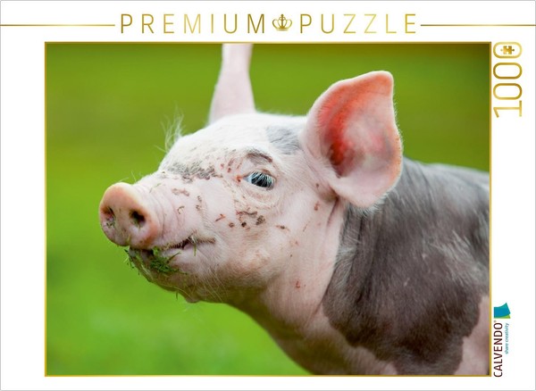 Calvendo Puzzle Pig | 1000 Pieces, Finished Size 25.2 × 18.9 In (64 × 48 Cm) | P-image