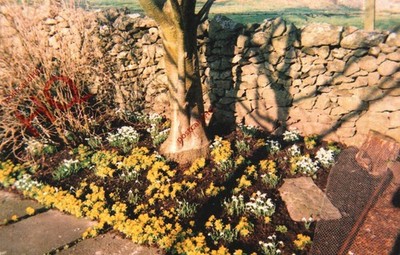 Ansichtskarte__Blumen, 'Winterakonit'