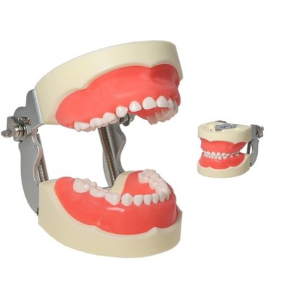 24pcs Dental Typodont Child Removable Resin Teeth Model for Dentist Practice