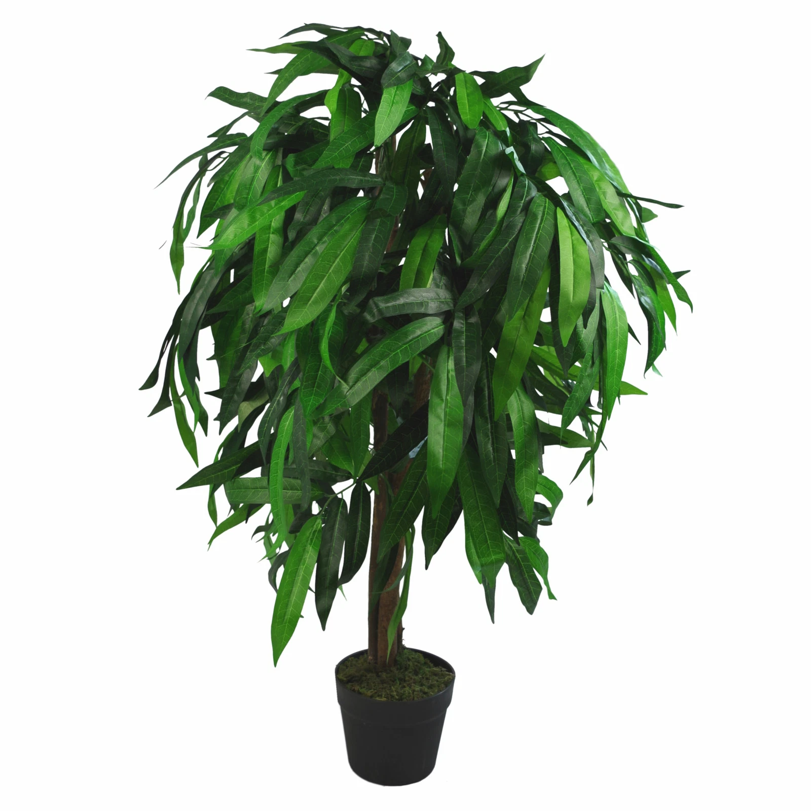 100cm Mango Tree - 7237