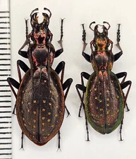 Carabidae, Carabus (Platycarabus)fabricii ucrainicus, A1 pair, very rare,Ukraine
