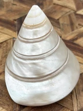 Trochus Niloticus Mother Of Pearl White SeaShell Beach Coastal Decor VTG 3”x3”