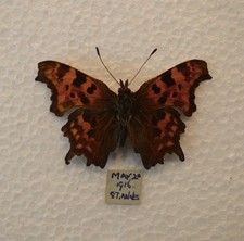 Old Comma Butterfly Lancashire  /Lepidoptera/ Insects/ Taxidermy