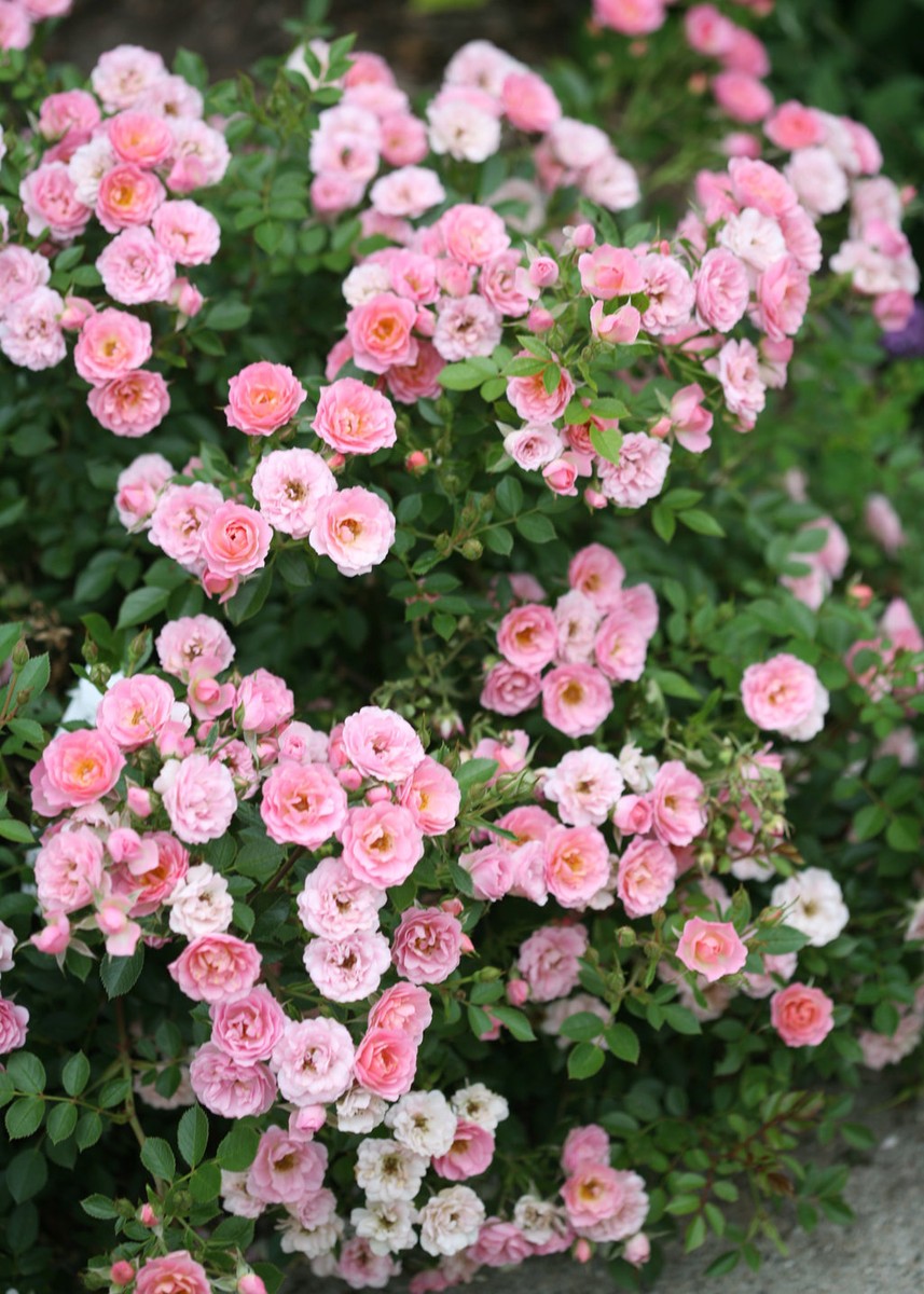 Organic Live USA Pink Miniature Rose 20+ Cuttings | eBay