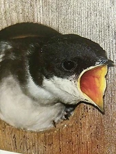 Easy Guide to attract Nesting Bird's Complete Birdhouse Book First Edition 1990