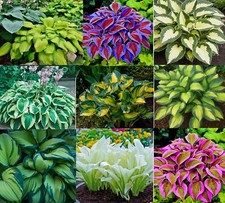 Mixed Hostas for Planting Mixed Color Roots Easy to Grow 6 Roots 